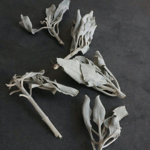 【ホワイトセージ】浄化&ヒーリング